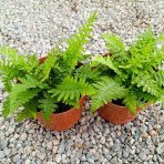 Stálozelená papraď samčia (Dryopteris Filix mas) - výška 15-25 cm ⌀ 25 cm, kont. C2L